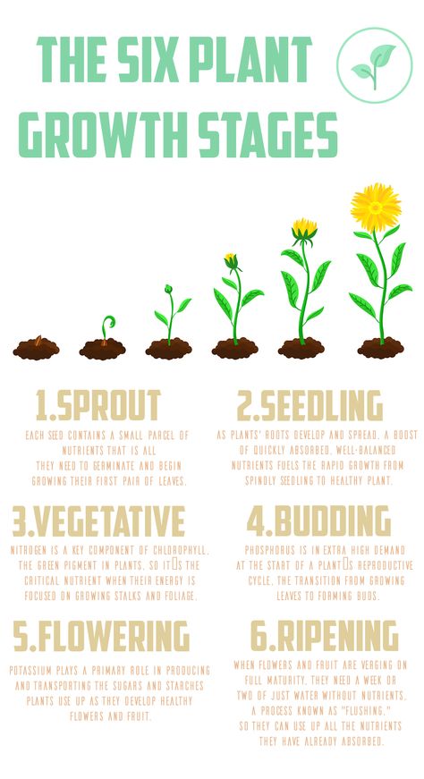 They follow a cyclic process of starting a new life, growing, and then coming back to the starting stage (reproducing). There are the 5 stages of plant life cycle. The seed, germination, growth, reproduction, pollination, and seed spreading stages #Plantlifecycle#processinfographic# Seed To Plant Life Cycles, Stages Of Plant Growth, Stages Of Growth, Plant Growth Stages, Seed Germination Chart, Plant Growth Chart, Seed Germination For Kids, Plant Life Cycle Project, Cycle Drawing