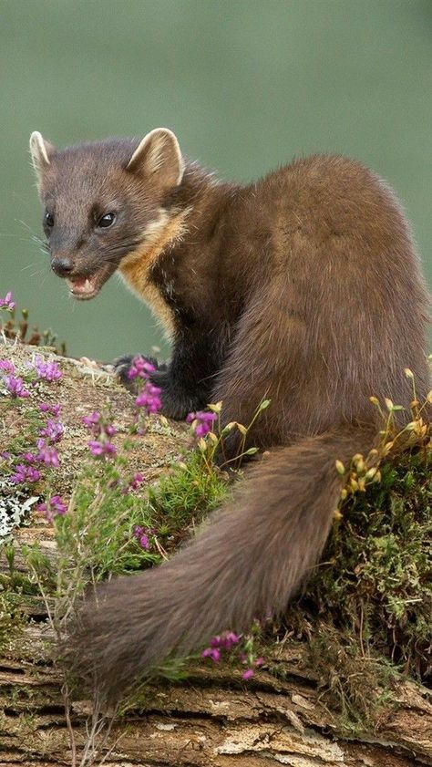 Pine Marten Art, Weasel Drawing, Weasel Art, Weasel Animal, Cute Weasel, Pine Martens, Cute Animal Tattoos, Pine Marten, Animal Studies