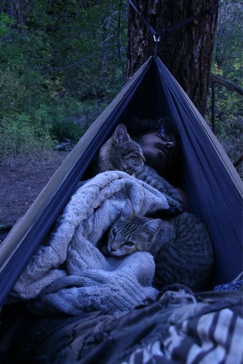 Camping With Cats, Adventure Cat, Funny Cat Pictures, Back To Nature, Funny Cat Videos, Cats Meow, Go Camping, Crazy Cat Lady, Animals Friends