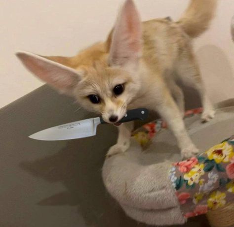 Fennec Fox Pet, Fox Pet, Cute Foxes, Fennec Fox, Pet Fox, Silly Animals, Little Animals, Cute Little Animals, A Cat