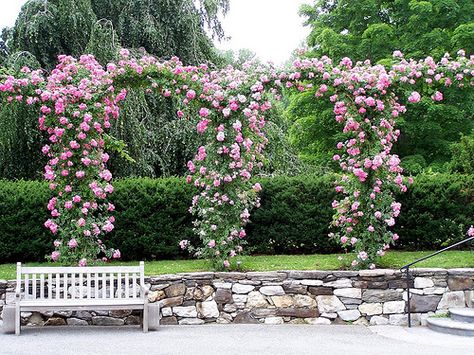 Climbing rose arches, white bench and stone wall Climbing Roses Trellis, Formal Garden Design, Rose Arbor, Backyard Garden Diy, Arbors Trellis, Rose Trellis, Garden Water Fountains, White Bench, Garden Flower Beds