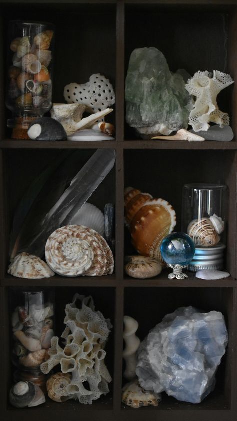 Curiosity Cabinet Aesthetic, Cabinet Of Curiosities Aesthetic, Oddities Display, Collector Aesthetic, Empire Larp, Curiosity Box, Oddities Decor, Cottage Core Home, Witchy Room