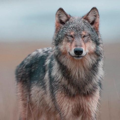 Wolf Wolf World, Wolf Hybrid, Wolf Photos, Wolf Love, She Wolf, Wild Wolf, Wolf Pictures, Beautiful Wolves, Wolf Spirit