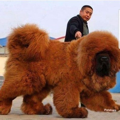 Puppy Expressions — Tibetan Mastiff - The Lion Dog Tibetan Dog, Tibetan Mastiff Puppy, Tibetan Mastiff Dog, Big Fluffy Dogs, Giant Dog Breeds, Big Dog Breeds, Tibetan Mastiff, Huge Dogs, Mastiff Dogs