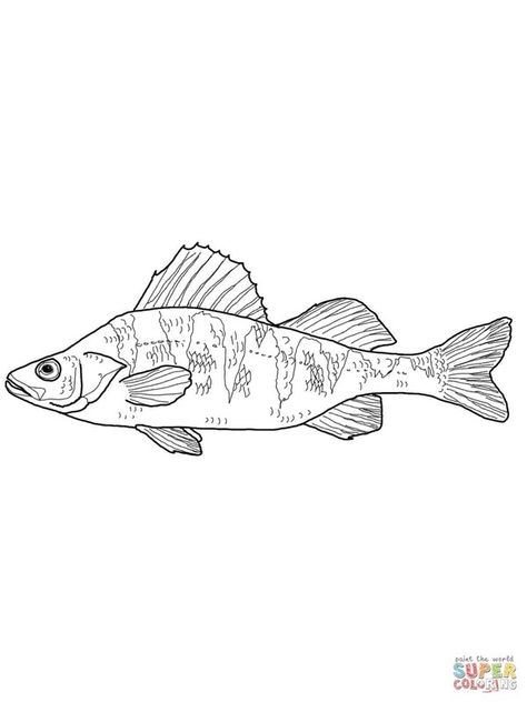 Perch Fish, Yellow Perch, Fish Printables, Fish Coloring, Perch Fishing, Printable Coloring Pages For Kids, Fish Coloring Page, Crappie Fishing, Fish Drawings