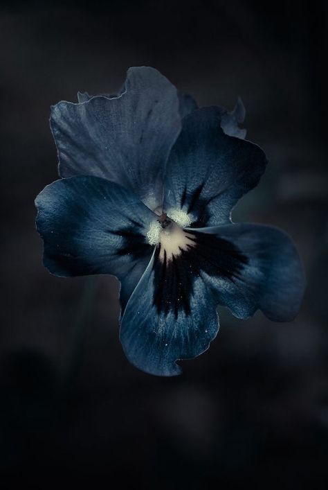 Midnight Garden, Prussian Blue, Feeling Blue, Dark Background, Blue Flower, Blue Aesthetic, Pansies, Mother Nature, Color Inspiration