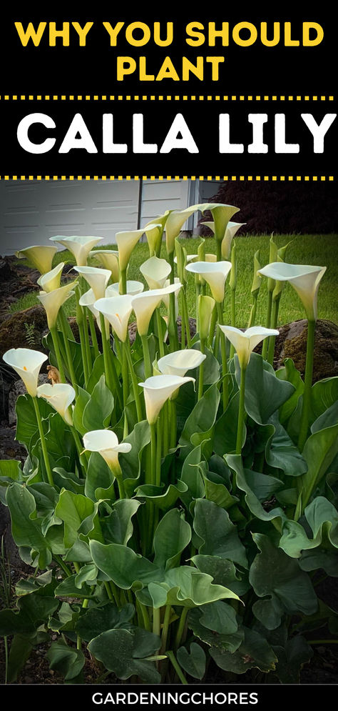 22 Magnificent Calla Lily Varieties! Your Garden Deserves This Burst of Color!🌼 Calla Lily Landscaping Ideas, Calla Lily Garden Ideas, Day Lilies Landscaping, Lilly Garden Ideas, Calla Lily Garden, Calla Lily Plant, Lily Varieties, Bed Plants, Lilly Garden