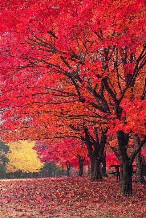 Red Fall༺ ♠ ༻*ŦƶȠ*༺ ♠ ༻ Leaves On The Ground, Red Trees, Nami Island, Red Fall, Autumn Scenes, Red Leaves, Autumn Scenery, Autumn Beauty, Fall Pictures