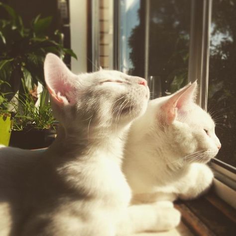 White Cats, Plants, White