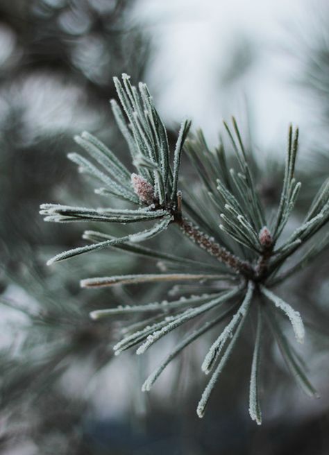 pine needles Pigeon House, Pretty Views, House Farm, Wine Shop, Winter Beauty, Foto Art, Winter Wonder, Winter Solstice, Winter Aesthetic