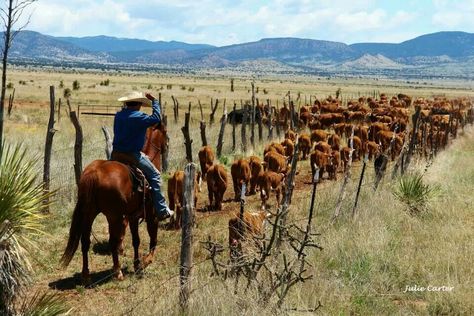 . Cowboy Photos, Herding Cattle, Bucking Bulls, Cattle Drive, Physics Notes, Real Cowboys, Cattle Farming, Western Life, Western Riding