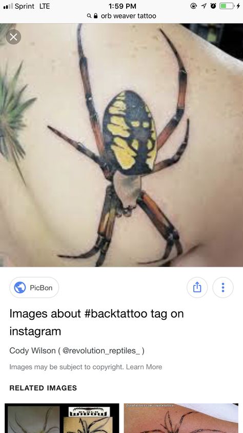 Orb Spider Tattoo, Garden Spider Tattoo, Orb Weaver Tattoo, Orb Weaver Spider Tattoo, Spiders Tattoo, Orb Weaver Spider, Orb Weaver, Garden Spider, Spider Tattoo