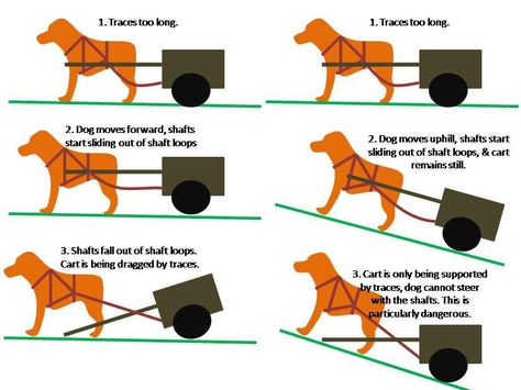 Dog Carting, Dogs With Jobs, Dog Cart, Dog Equipment, Dog Trailer, Dog Sled, Dog Parks, Dog Yard, Sharp Nails