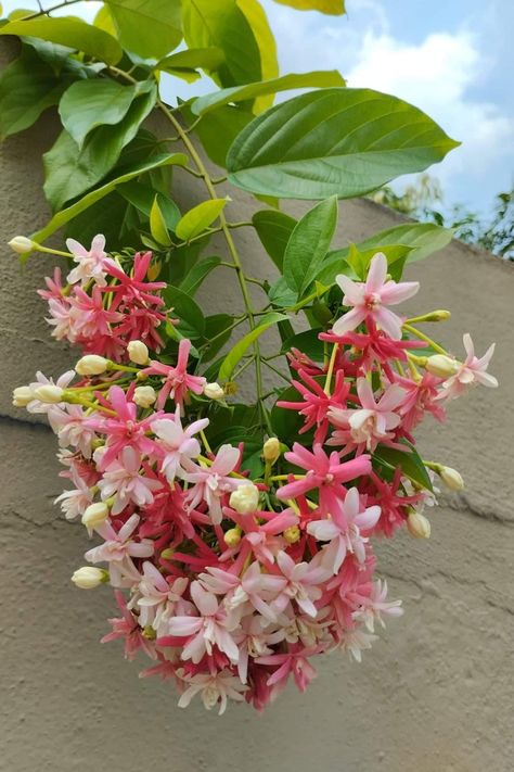 Flowering Creepers, Tropical Courtyard, Rangoon Creeper, Wild Garden, Indian Flowers, Nothing But Flowers, Charming Garden, Backyard Garden Design, Tropical Theme