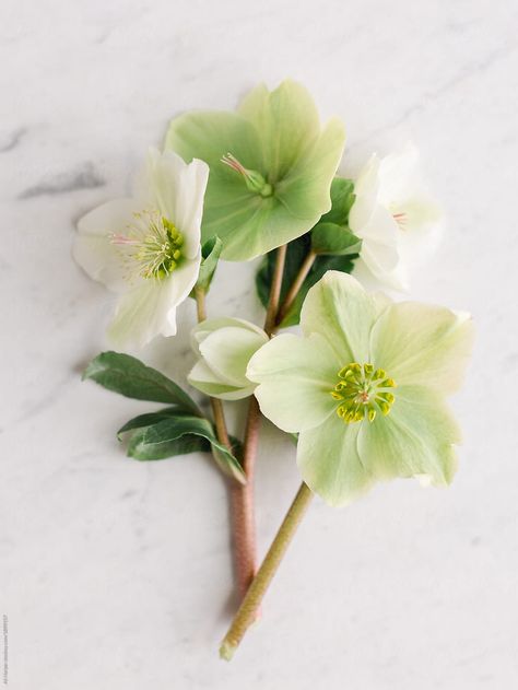 Hellebores Tattoo, Hellebore Photography, Hellebore Flower Tattoo, Hellebore Drawing, Hellebore Green, Hellebore Boutonniere, Hellebores Flower, Hellebore Tattoo, Hellebore Bouquet