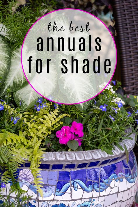 If you have a yard that's full of shade, don't stress. You can still enjoy a bright, vibrant garden full of flowers and colorful foliage with the addition of these shade annuals! From ferns to fuchsia to caladium and so many more, your options are endless! | Shade Garden Part Sun Flowers, Annual Flowers For Shade, Container Gardening Shade, Shade Plants Container, Part Shade Flowers, Shade Annuals, Full Sun Flowers, Summer Flowers Garden, Annual Garden