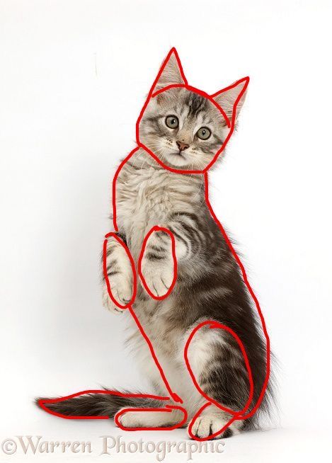 Cat Poses Drawing Reference, Cat Template, Cat Drawing Tutorial, Cats Art Drawing, Cat Anatomy, Nature Sketch, Cat Sketch, Arte Van Gogh, Cat Pose