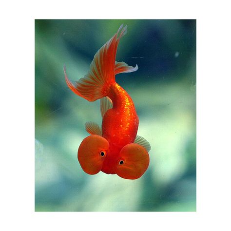 0 Bubble Eye Goldfish, Derpy Animals, Wood Snake, Goldfish Art, Frat Guys, Under Sea, Cool Creatures, Cool Bugs, Trending Photos