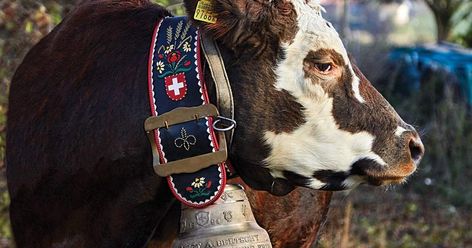 In Switzerland, traditionally crafted bells help dairy farmers distinguish their prized cows Swiss Cow, Craft Bells, Iron Tools, Dairy Cow, Alpine Village, Angler Fish, Dairy Cows, Cow Art, Cow Bell