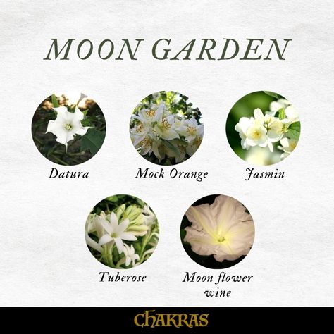 Flowers Associated With The Moon, Moon Flower Meaning, Night Blooming Flowers Moon Garden, Moon Garden Plants, Moonflower Bouquet, Moon Garden At Night, Moonflower Aesthetic, Moon Flower Aesthetic, Moon Garden Ideas