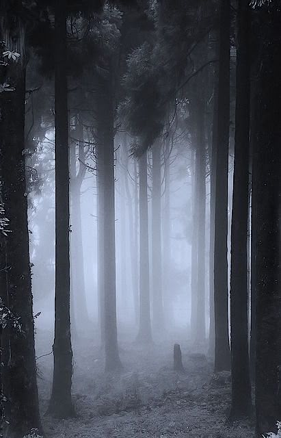 Dark Naturalism, Dark Forest Aesthetic, Photography Dark, Forest Aesthetic, Woods Photography, Foggy Forest, Mystical Forest, Odaiba, Gothic Aesthetic