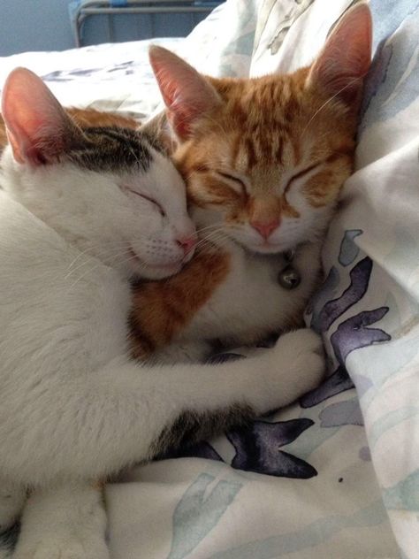 Cat Duo Aesthetic, Duo Aesthetic, Cat Duo, Arte Aries, Cat Hug, Cat Couple, Cat Cuddle, Cute Rats, Silly Cats Pictures