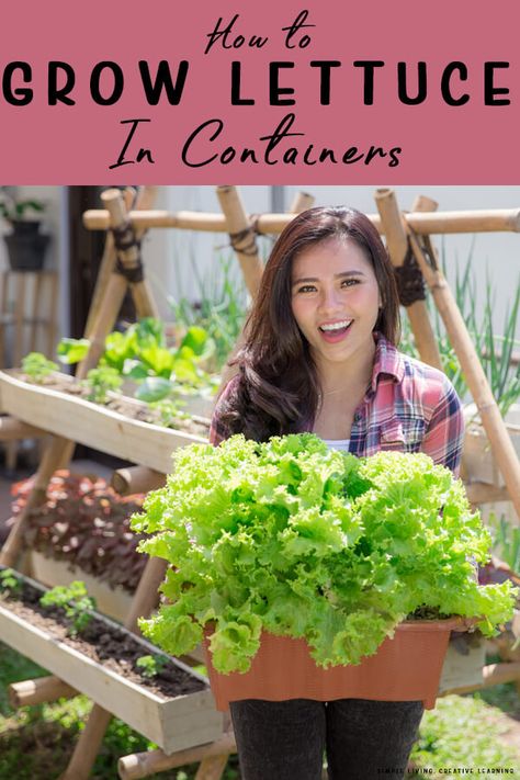 Lettuce Growing Ideas, Potted Fruit Garden, Gardening Lettuce How To Grow, Growing Lettuce In Greenhouse, Growing Lettuce In Pots, Container Lettuce Gardening, Lettuce Planter Ideas, Lettuce Beds Gardens, Lettuce Container Garden