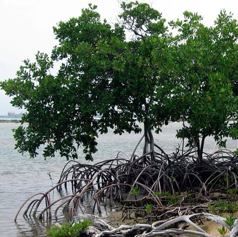 Red Mangrove Seeds Red Mangrove Trees, Red Mangrove, Mangrove Trees, Purple Bouquets, Outdoor Ponds, Banner Design Inspiration, Rare Seeds, Heirloom Vegetables, Evergreen Plants