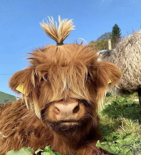 Cow Portrait Photography, Long Haired Cows, Pet Cows, Mini Cows, Baby Highland Cow, Baby Farm Animals, Fluffy Cows, Cow Pictures