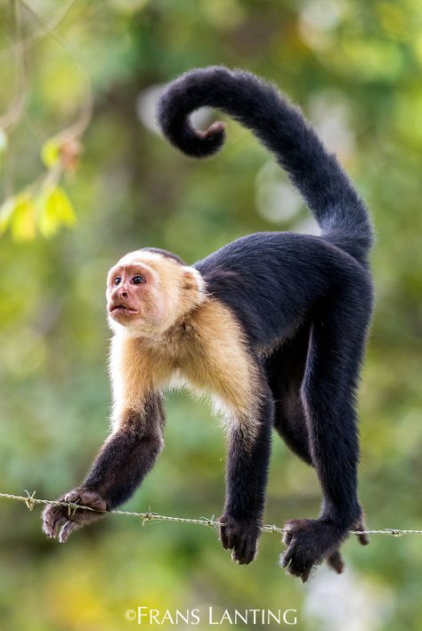 Zoo Animal Photography, Monkey Reference Photo, Jungle Animals Photography, Monkey Reference, Gibbon Monkey, Jungle Animals Pictures, Male Orangutan, Monkey Photography, Capuchin Monkeys