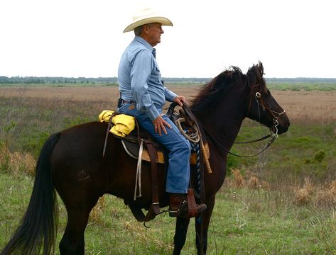 The history and legacy of the Florida Cracker Horse. | Central Florida Ag News - Your source for updates on Florida Agriculture. Florida Cracker Horse, Kiger Mustang, Florida Cracker, Rare Horse Breeds, Pony Breeds, Cowboy Horse, Work Horses, All The Pretty Horses, Horse Crazy