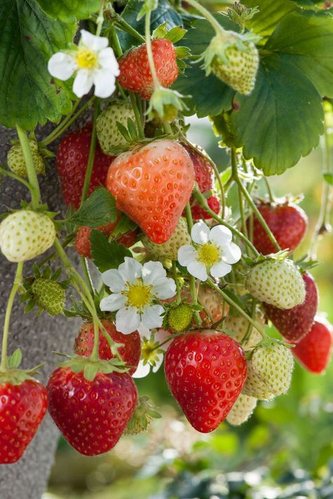 Strawberry Bush, Fruit Photography, Strawberry Plants, Plant Photography, Beautiful Fruits, Strawberry Fields, Fruit Plants, Fruit Art, Fruit And Veg