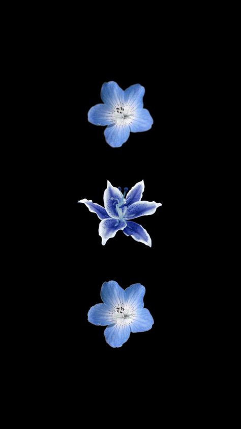 Navy Blue Flower Wallpaper, Blue Flower Black Background, Flower Wallpaper Black Backgrounds, Dark Blue Flowers Wallpaper, Iris Flower Wallpaper, Flower Blue Wallpaper, Flower Wallpaper Blue, Pink Jellyfish Wallpaper, Blue Flower Background