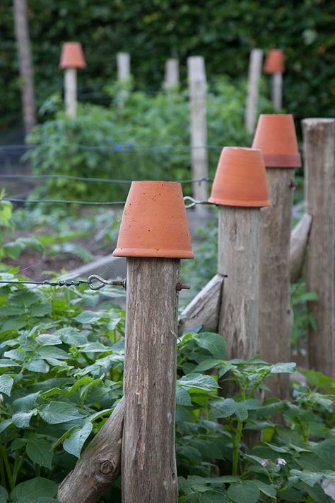 Coastal Vegetable Garden, Vegetable Ideas, Coastal Plants, Climbing Plant Support, Permaculture Garden, Home Garden Ideas, Coastal Garden, Monty Don, Herbaceous Border