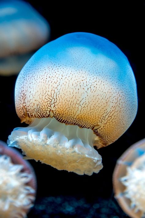 Cannonball Jellyfish, Sea Jellies, Cabbage Head, Cnidaria, Fauna Marina, Life Under The Sea, Monterey Bay Aquarium, Life Aquatic, Beautiful Sea Creatures