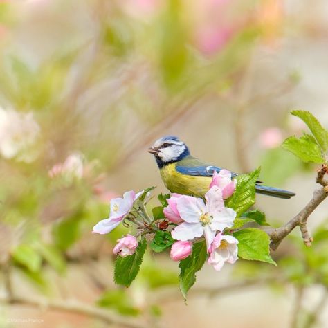 Bird Branch Tattoo, Tree Buds, Rabbit Garden, Spring Birds, Sparrows, Funny Birds, Floral Image, Pretty Birds, Bird Photo