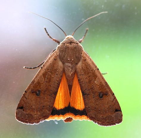 Yellow underwing moth Underwing Moth, Sweet Violets, Garden Pests, North Africa, Spiders, Caterpillar, Trees To Plant, Moth, Insects