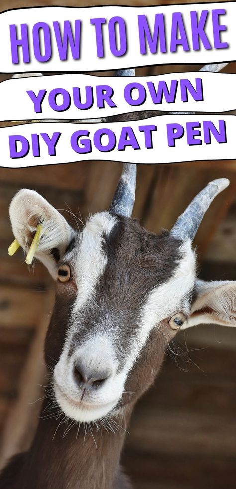 Easy Diy Goat Pen, Diy Goat Pen, Goat Pen Ideas, Goat Pens, Goat Toys, Keeping Goats, Goat Shed, Homestead Animals, Goat Pen