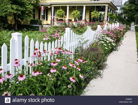 Download this stock image: White picket fence garden border flowers,Victorian house, Mercer County, New Jersey, USa, United States, Fs 10.42MB 300ppi - PH624F from Alamy's library of millions of high resolution stock photos, illustrations and vectors. Picket Fence Garden Border, Front Picket Fence, White Picket Fence Backyard, Small Picket Fence Ideas, Picket Fence Ideas Front Yard, Picket Fence Landscaping, White Fence Front Yard, Flowers Along Fence, Cottage Fence Ideas