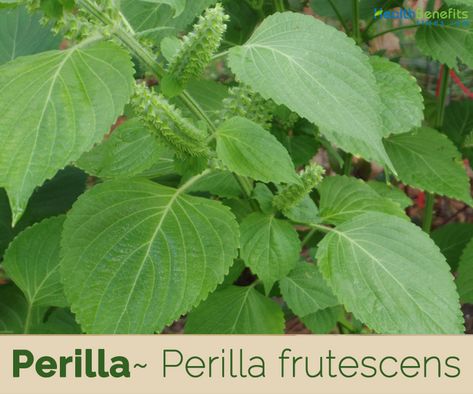 Perilla Frutescens, Leaf Health, Sushi And Sashimi, Vinegar Benefits, Eastern Medicine, Plant Benefits, Chinese Money Plant, Sandy Soil, Plant Spacing