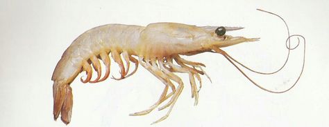 Shrimp Alive, Pink Shrimp, Arthropods, Fish Pet, Art Reference, Fish, Google Search, Sculpture, Animals