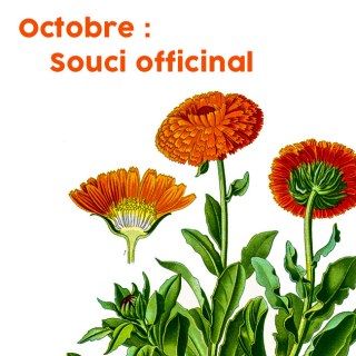 Le mois d'octobre : le souci officinal Geniale Tattoos, Under My Skin, Flower Illustration, Orange Flowers, Inspirational Tattoos, Real Flowers, My Skin, Etsy Printables, Vintage Flowers