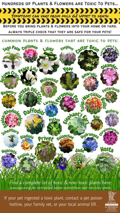 Many plants & flowers are toxic to pets, so always triple-check what’s being brought into your home or yard! Use the app Plant Snap (https://www.plantsnap.com/) to help identify any mystery plants, flowers, or bouquets! ASPCA's Toxic & Non-Toxic Plant Guide: https://www.aspca.org/pet-care/animal-poison-control/toxic-and-non-toxic-plants #veterinary #Pets #gardening #Petsafety #Pethealth #pettoxins #toxicflowers #toxicplants #ervet #aercmn Plant Snap, Toxic Plants, Toxic To Dogs, Perennial Bulbs, List Of Flowers, Garden Spring, Plant Guide, Butterfly Bush, Ornamental Plants