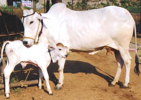 Spiritual significance of a cow  #Cow #Worship #Sacred #HinduGods Hotels Interior, Cow Sketch, Cow Portrait, Cow Photography, Cow Coloring Pages, Flex Banner, Cow Wallpaper, Cow Drawing, Cow Photos