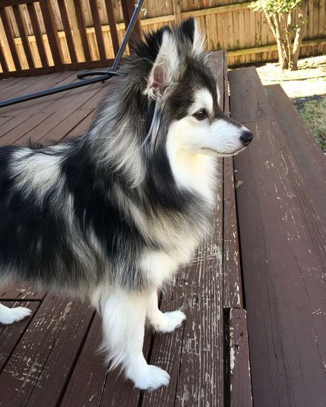 Full grown adult Pomsky 13 pounds #royalthepomsky Caine Husky, Baby Pomeranian, Pomsky Dog, Pomsky Puppies, Cute Pomeranian, Cutest Animals, Pomeranian Dog, Pomeranian Puppy, Blue Merle