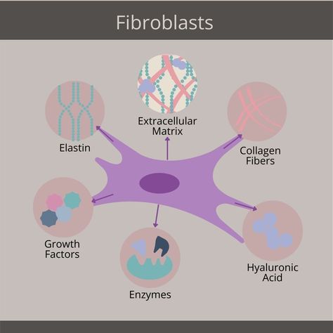 It's National Retinoid week! ✨ To start things off, here is a brief description of how Retinol works in the skin, a fibroblast cell & your opportunity to get a free guide to acids in skincare! Ever wondered how retinol works its magic on your skin? 🌟 From waking up your fibroblast cells (the collagen powerhouses) to speeding up skin cell turnover, retinoids are the key to smoother, firmer, and glowing skin over time! More to come this week to learn how these Vitamin A superstars work and w... More To Come, Vitamin A, Free Guide, Retinol, Skin Cells, Speed Up, Glowing Skin, Wake Up, To Start