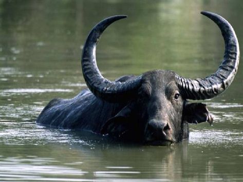 Scientists at CSIR-Centre for Cellular and Molecular Biology (CCMB), Hyderabad, who have been studying the genomes of water buffaloes and domestic buffaloes for over a decade have found that parts of genomes of both these species have evolved similarly in response to domestication. Buffalo Pictures, Animals With Horns, Buffalo Animal, Bull Tattoos, Wild Waters, Water Buffalo, Nature Water, Endangered Animals, Majestic Animals