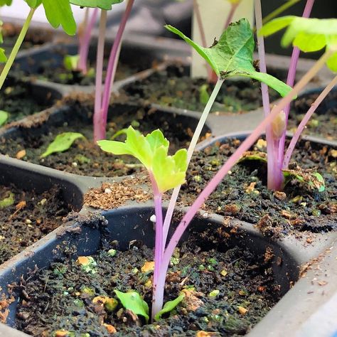 Julia Dimakos, Gardening Girl on Instagram: “Are you growing Chinese Pink Celery? When I saw this gorgeous seed variety offered by @bakercreekseeds, I knew I had to grow it! Isn’t it…” Rich Garden, Rare Seeds, Celery Seed, Bubble Gum Pink, Garden Girls, Garden Soil, Vegetable Gardening, Caicos Islands, Garden Seeds