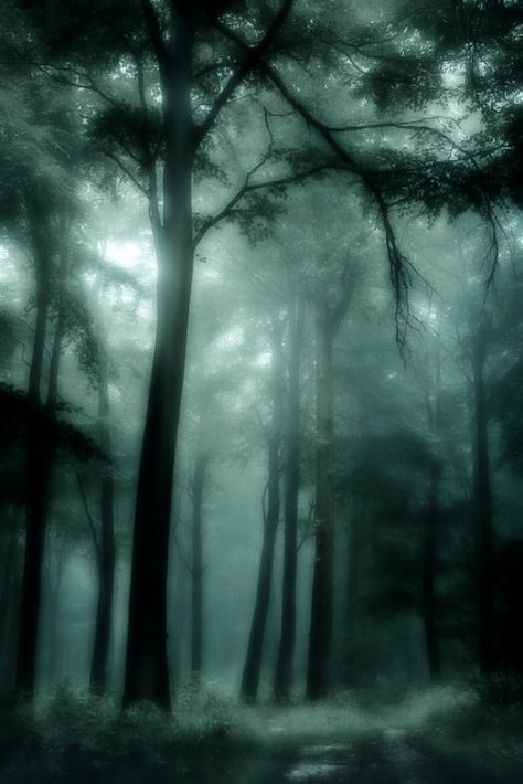 Dark Forest, The Story, Trees, Wattpad, Forest