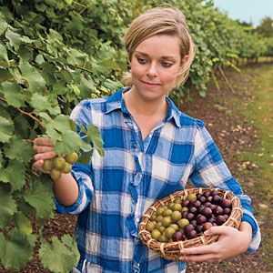 Muscadines 101    Native to Southern soil, these great-for-you grapes are a must-grow. Muscadine Vine, Grow Grapes, Grape Trellis, Planting Tips, Garden Vines, Growing Grapes, Growing Fruit, Food Garden, Fruit Garden